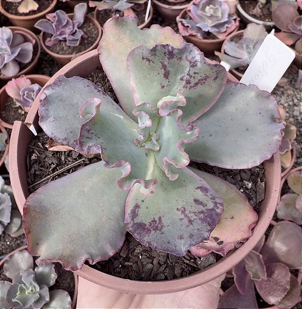E. GIBB. GOLIATH POTE 11