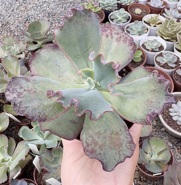 E. GIBB. GOLIATH POTE 9