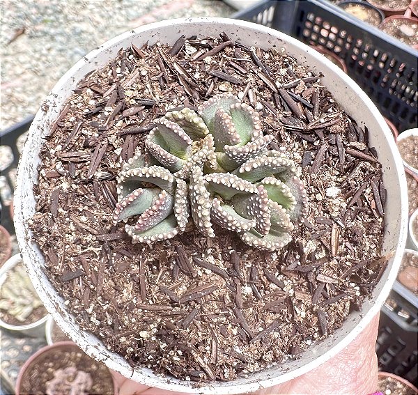 ALOINOPSIS MALHERBEI POTE 9