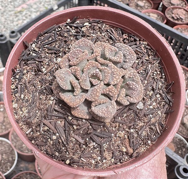TITANOPSIS CALCÁREA POTE 9