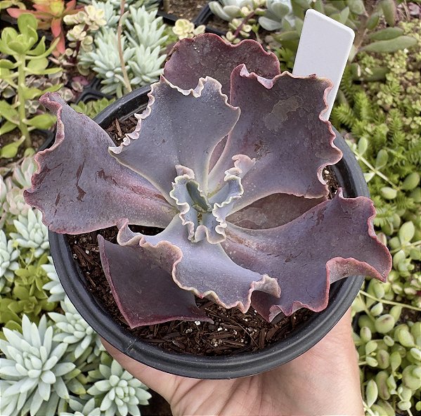 E. GIBB. ZIHE POTE 9