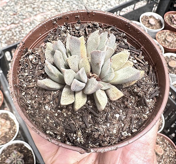 ALOINOPSIS ORPENII POTE 9