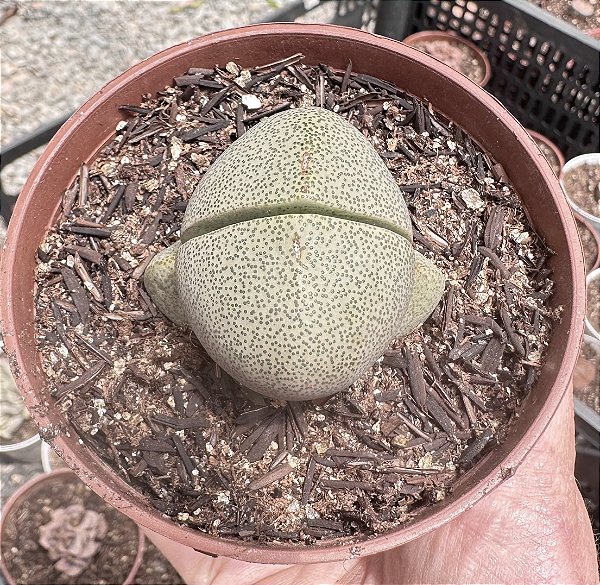 PLEIOSPILOS NELII POTE 9