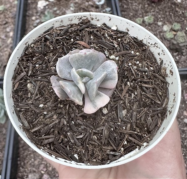 E. CUBIC FROST VARIEGATA POTE 9 (PEQUENA)
