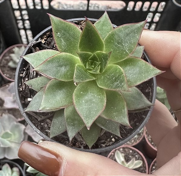 E. LOVE RAIN POTE 6 (PEQUENA)