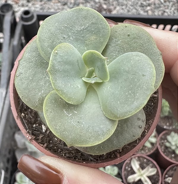 E. SPIRALIS POTE 6 (PEQUENA)