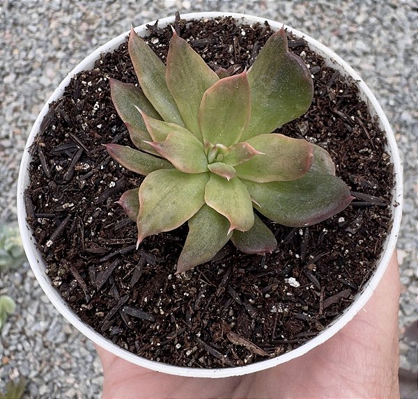 E. RED PRINCE VAR. SEM RAIZ