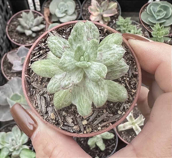 E. NEW STATE VAR. POTE 6 (PEQUENA)