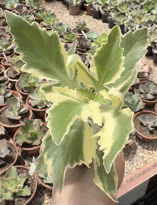 K. LACINATA VAR. POTE 7