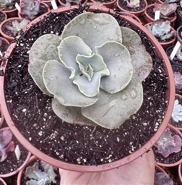 E. SPIRALIS CUIA 13 (pouca raiz)