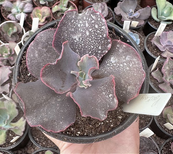 E. GIBB. POWAY POTE 11