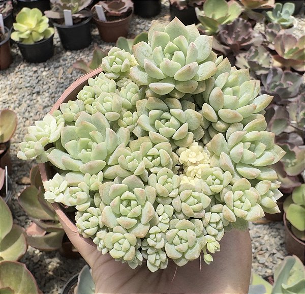 E. PROLIFICA + PROLIFICA VAR. POTE 9