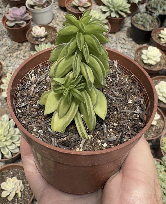 PEPEROMIA DOLABRIFORMIS POTE 9