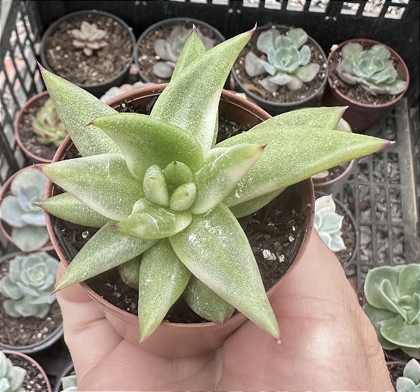 E. RYAN VARIEGATA POTE 6