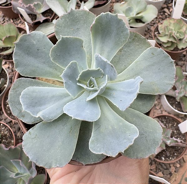 E. GIBB. TAHITII POTE 9