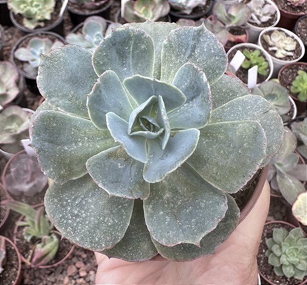 E. GIBB. TAHITII POTE 9