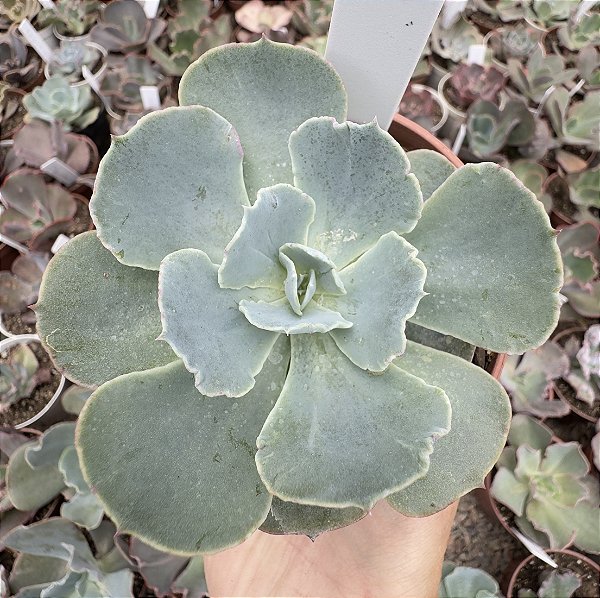 E. GIBB. TAHITII POTE 9