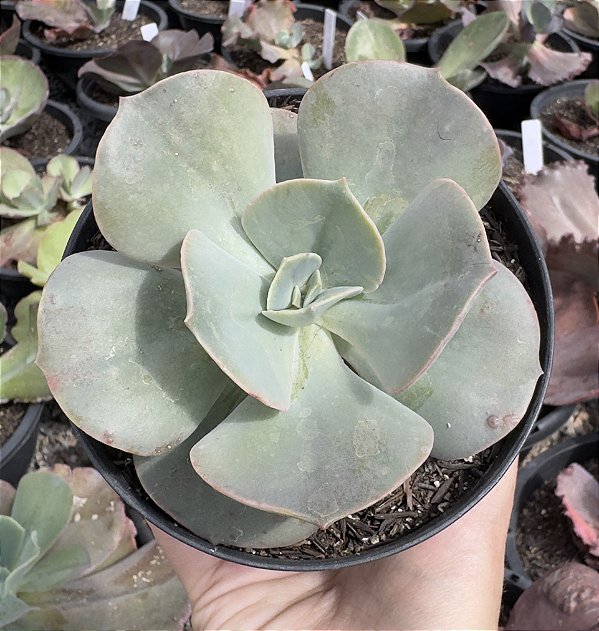 E. GIBB. ROSA DE JADE POTE 9