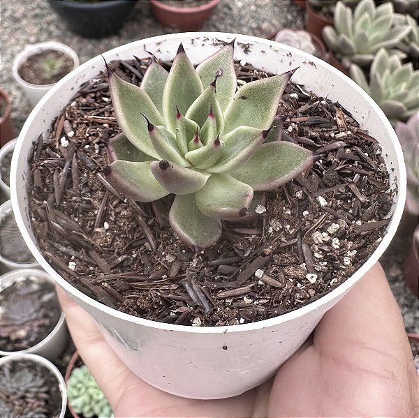 E. AGAV. AGORA POTE 9