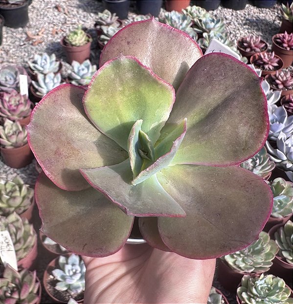 E. BIG RED FRANCESA POTE 8