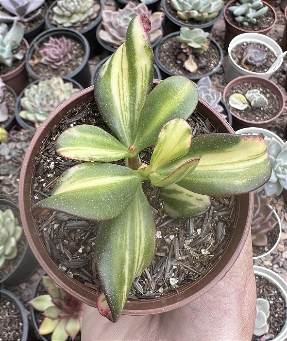 C. SUNSET VAR. POTE 9