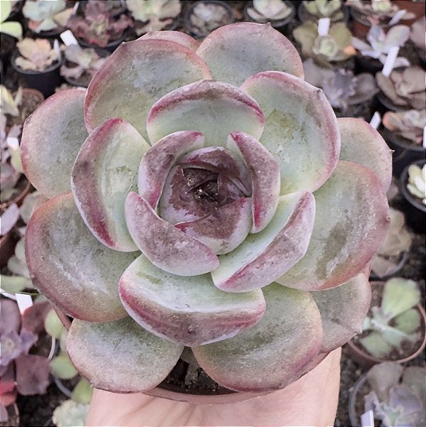 E. DARK OPAL POTE 9
