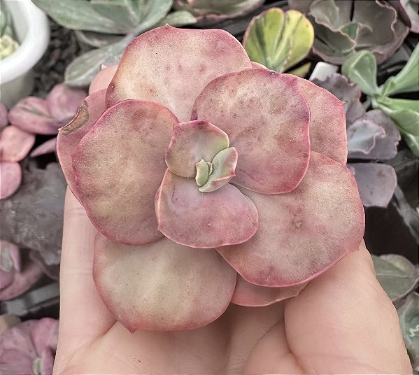 E. SUYON FRILLS VAR. SEM RAIZ