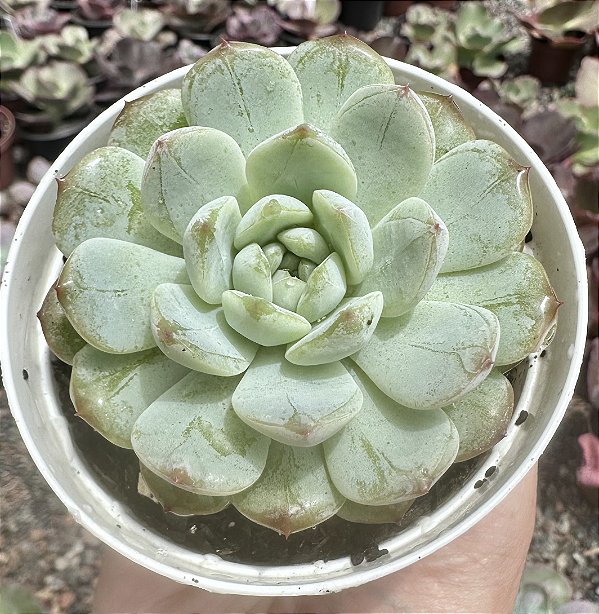 E. ROUGUE JENNY POTE 9