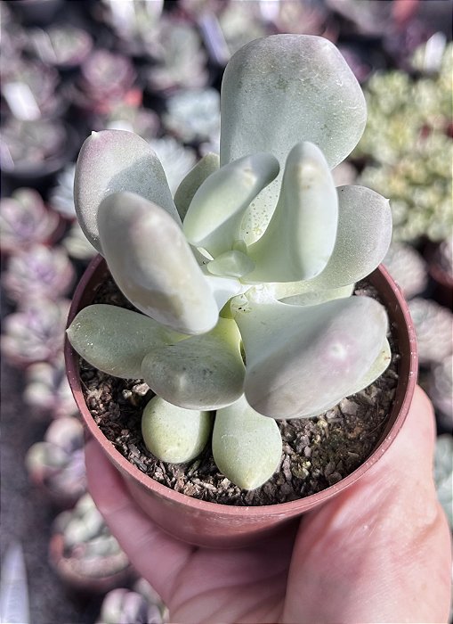 P. GLUTINICAULE POTE 9