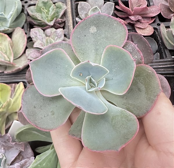 E. GIBB. SAHARA (SEM RAIZ)