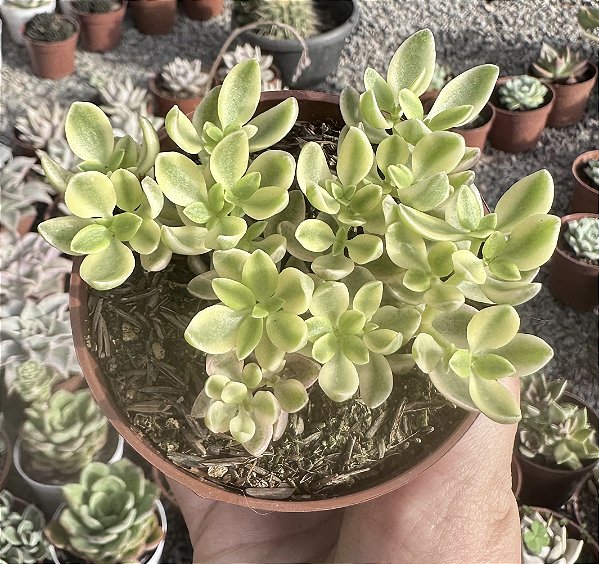 C. VOLKENSII VAR. POTE 9