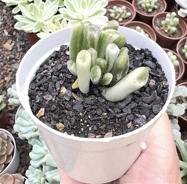 C. OVATA GOLLUM VAR. POTE 9