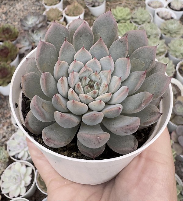 E. XISPIRITA POTE 9