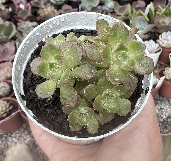 E. LITTLE LILY POTE 9