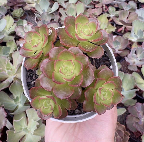 E. LITTLE LILY POTE 9