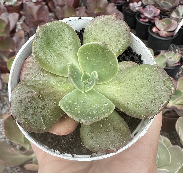 E. CASSYZ WINTER POTE 9