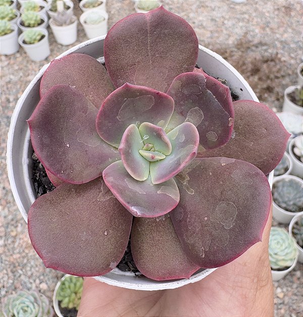 E. CASSYZ WINTER POTE 9