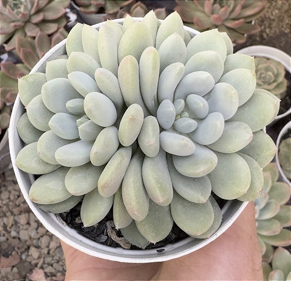 E. BLUE FEATHER POTE 9