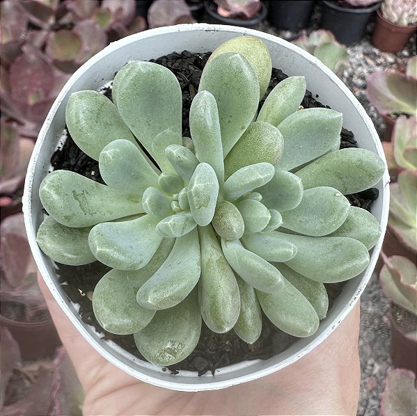 E. BLUE FEATHER POTE 9