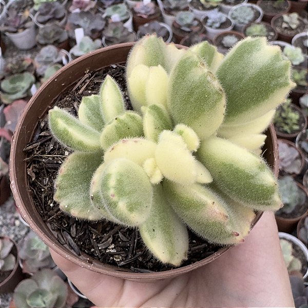 COTY. TOMENTOSA VAR. POTE 9