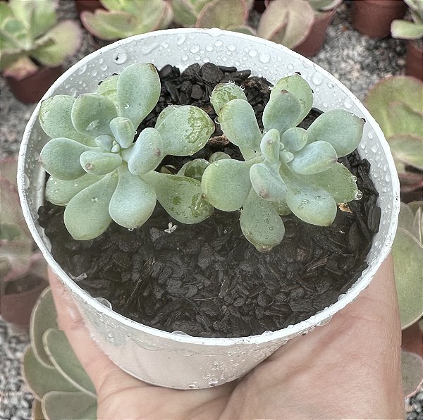 SED. COMMIXTUM POTE 9