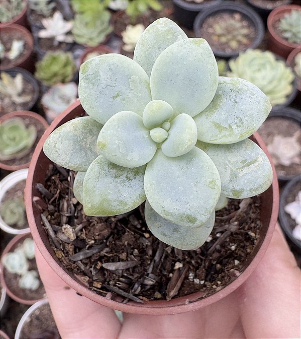 SED. CLAVATUM POTE 6