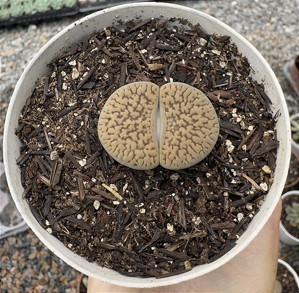 LITHOPS 9 POTE 9