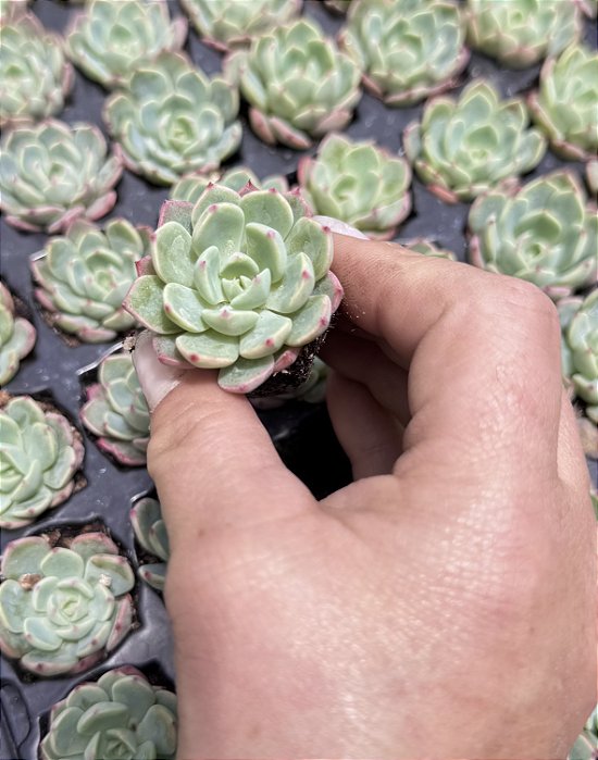 E. SITIFUKUMIAMA PLUG