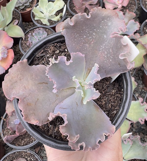 E. GIBB. RADORE POTE 9