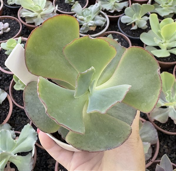 E. GIBB. 12 DE MARTA POTE 9