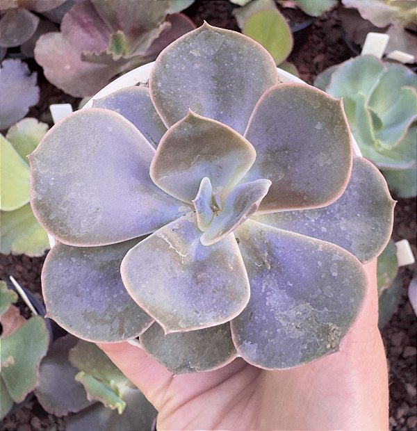 E. GIBB. ROSAURA (CARÚNCULAS) POTE 9