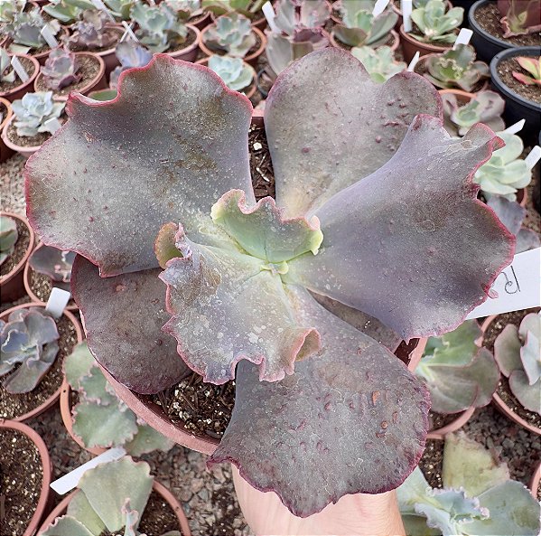 E. GIBB. RAJAH CUIA 13