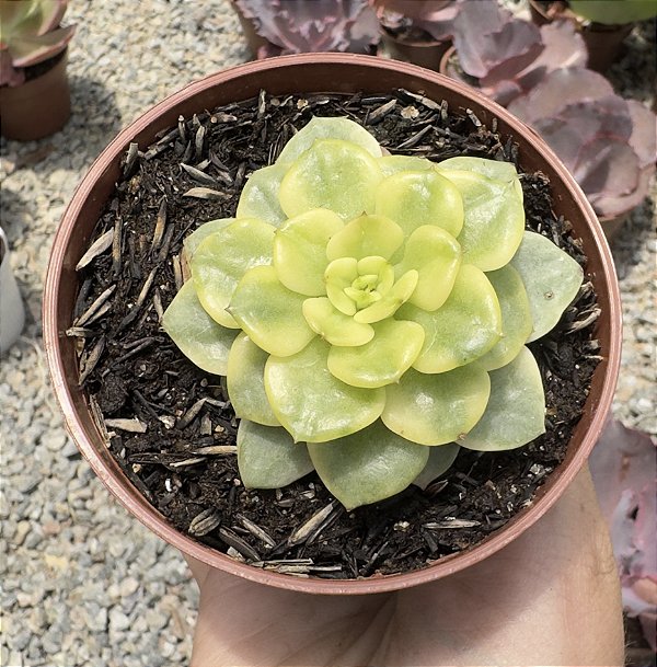 SED. ROLLY VAR. POTE 9