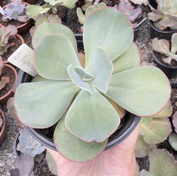 E. GIBB. HEPHAESTUS POTE 11